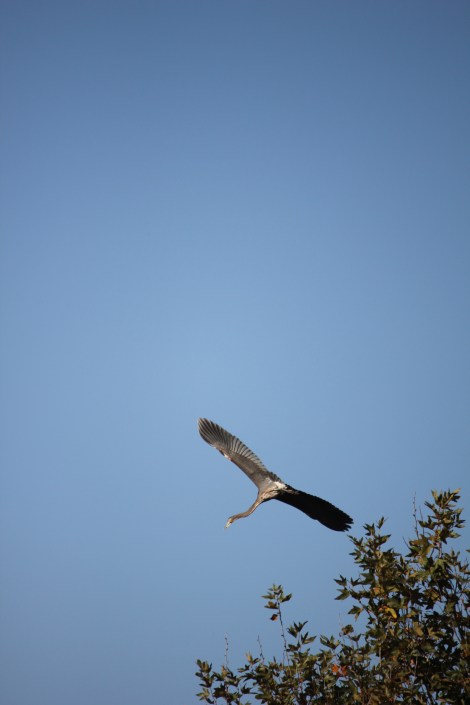 Heron in Flight