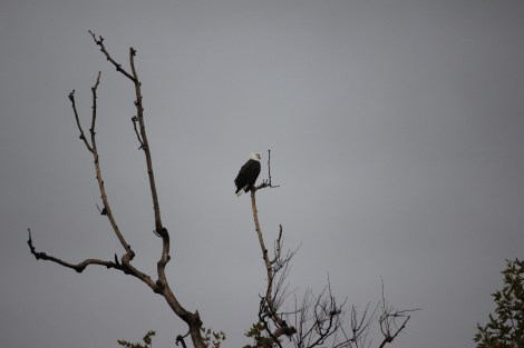 Jake the Resident Bald Eagle