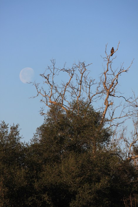 The Eagle and the Full Moon