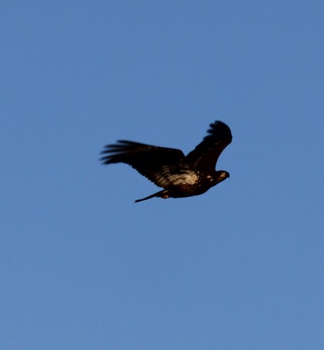 Golden Eagle from the terrace