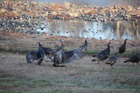 On Monday, It Was Turkeys